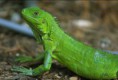 Iguana